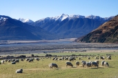 The quintessential New Zealand scene - sheep and mountains