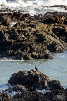 A shag sits protected from the sea by rocks